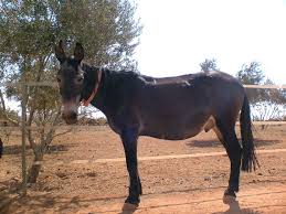 <ul><li><p><span style="color: red"><strong>Male donkey x Female mare</strong></span></p></li><li><p><span style="color: red"><strong>Usually sterile</strong></span></p></li><li><p>Can withstand higher temps, eat irregular meals, sounder of foot, can work in areas of stress</p></li><li><p><span style="color: red"><strong>State animal</strong></span></p><ul><li><p><span style="color: red"><strong>Missouri</strong></span></p></li></ul></li></ul><p></p>