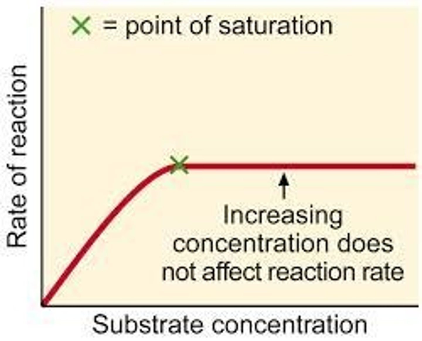 <p>It is the point where all enzymes are working at maximum efficiency, and further increases in substrate concentration do not increase the rate of reaction.</p>