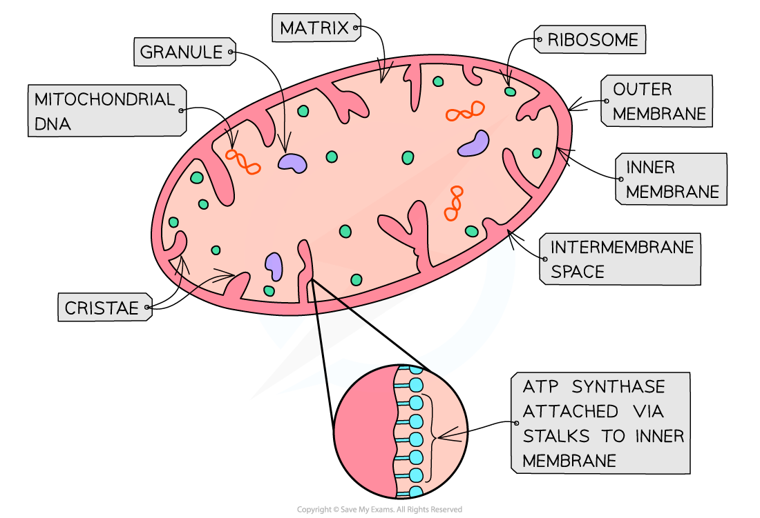 <ul><li><p>rod-shaped organelles 0.5 - 1.0 µm in diameter</p></li><li><p>site of aerobic resp in euk cells</p></li><li><p>synthesises atp during last stage of resp = oxidative phosphorylation</p></li></ul><p></p>