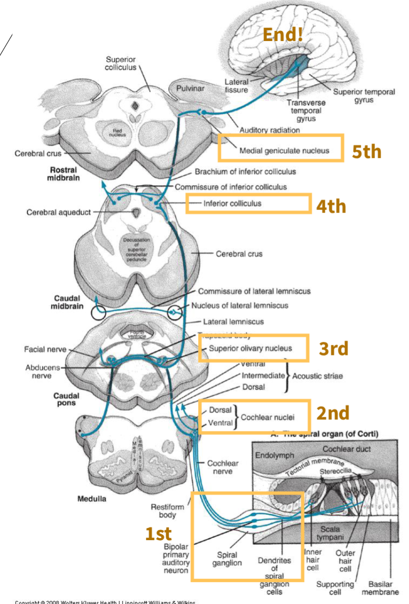 <p>1st, spinal ganglion</p>