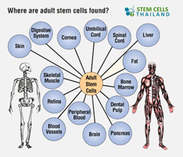 <p>Adult stem cells (Somatic stem cells)</p>