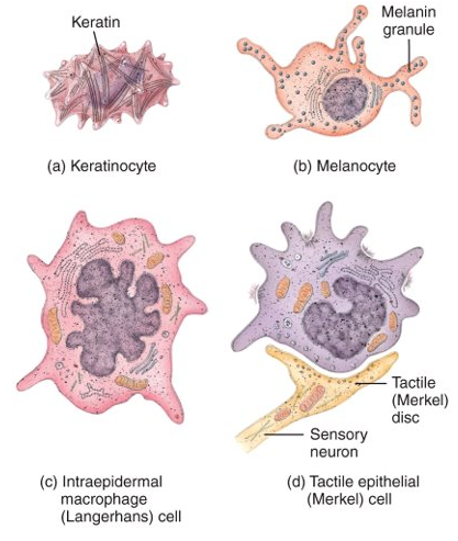 <p>keratinocytes, intraepidermal macrophages/langerhans cells, melanocytes, and tactile epithelial cells</p>