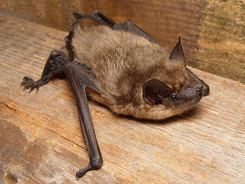 <p><em>Eptesicus serotinus</em></p>