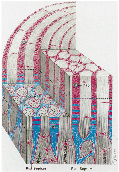 <p>Prelaminar and laminar regions </p><p>Axons from more peripheral retinal ganglion cells (RGCs) are peripheral within the optic nerve head </p><p><strong>Glial </strong>tissue provides structural support for the nerve fibers </p><p><strong>Astrocytes </strong>sheaths bundle the nerve fibers into <strong>fascicles</strong>, each containing<strong> 1000 fibers. </strong>Separated by <strong>pia-derived septa.</strong></p><p>The <strong>marginal (border) tissue of Elschnig</strong> is a ring of collagenous tissue of scleral derivation that lies outer to the glial sheath </p><ul><li><p><strong>Tight junctions</strong> in the border tissue <strong>prevent </strong>any <strong>leakage </strong>from adjacent choriocapillary vessels. </p></li></ul><p>The <strong>intermediary tissue of Kuhnt </strong>is a ring of glial tissue separating the optic nerve fibers from the retinal layers </p><p>The <strong>border tissue of Jacoby</strong> is the continuation of the<strong> intermediary tissue</strong>, and it separates the choroid from the optic nerve.</p>