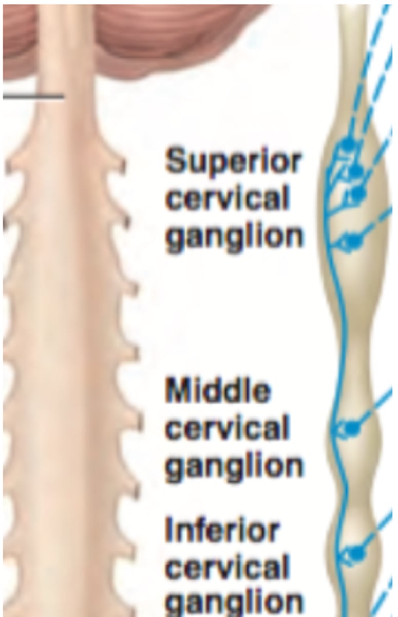 <p>superior, middle, and inferior cervical ganglia</p>