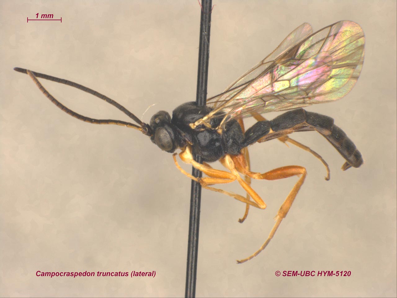 <p>tergum I not anterior narrowed<br>“3 toothed” mandibles<br>transverse head<br>metasomal I spiracle anterior or middle<br>2 tibial spurs</p>