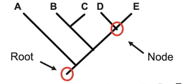 <ul><li><p>Node: wherever the lines meet represents the most common recent ancestor</p></li><li><p>Root: a common ancestor for all the species</p></li></ul>