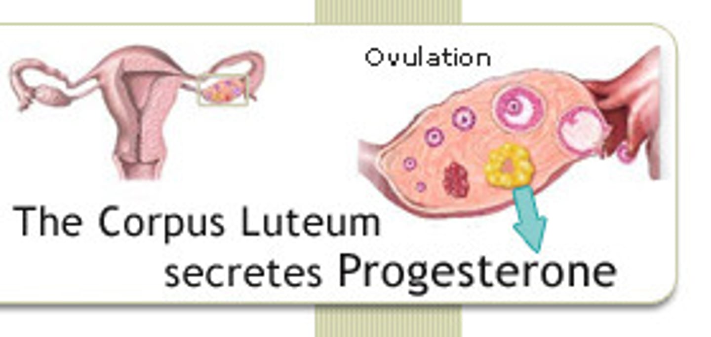 <p>The uterus, preparing it for pregnancy in the second half of the menstrual cycle.</p>