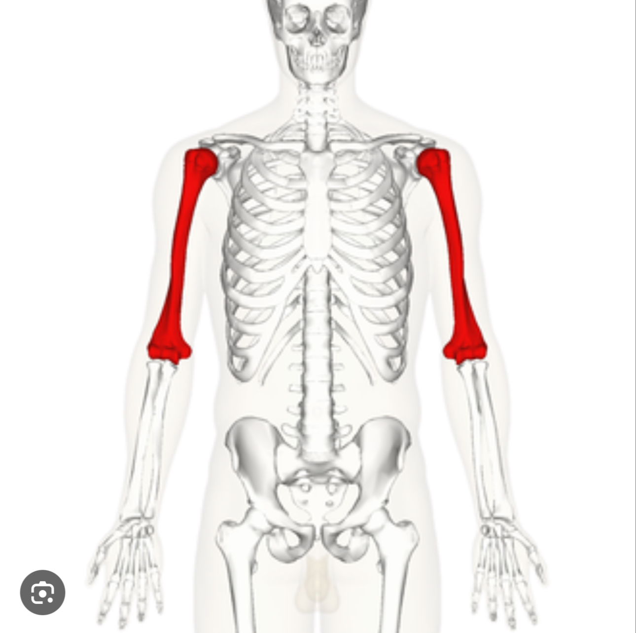 <p>SUPERIOR BRACHIUM REGION&nbsp;</p><p>Long bone in the upper arm that extends from shoulder joint to elbow joint&nbsp;</p>