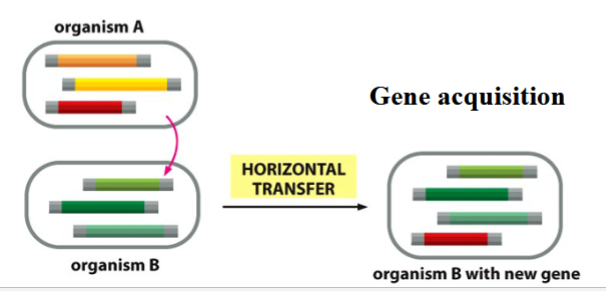 <p>genetic change from one organism to another (not progeny, and not through gametes)</p><p>contributes to gene alteration and genome evolution</p><p>e.g. viral infections, conjugation</p>