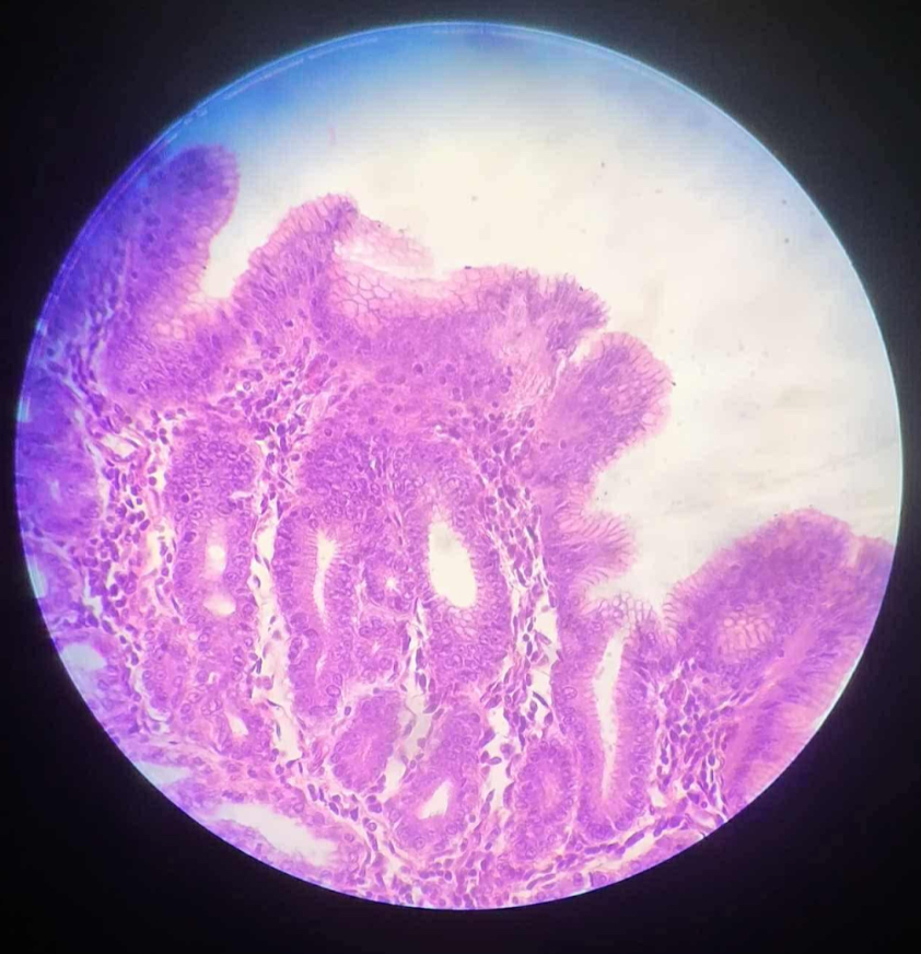 <p>what organ is this?</p>