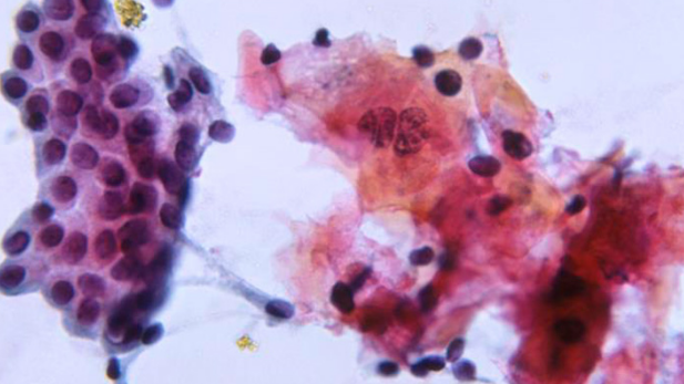 <p>The microscopic study of cells.</p>