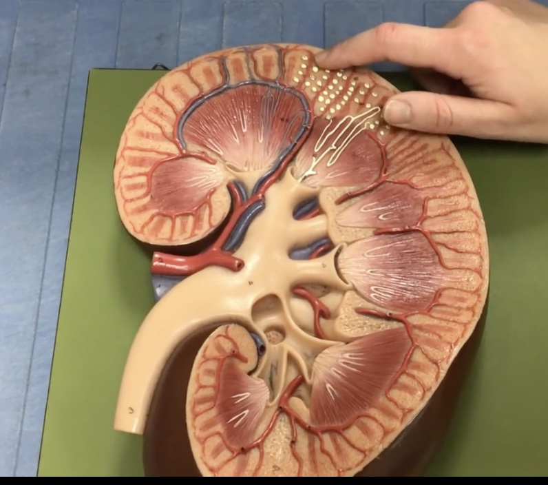 <p>Description: Veins in the renal columns</p><p>Function: Drains blood from the arcuate veins</p>
