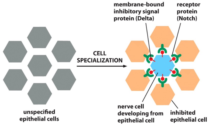 <p>Delta and Notch</p>