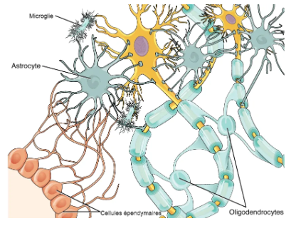 <p>Dit zijn <strong>steuncellen</strong> die zorgen voor de <strong>myelineschede </strong>van neuronen in het CZS.&nbsp;</p><p>De myelineschede bepaalt de <strong>snelheid waarmee een actiepotentiaal</strong> (communicatie binnen neuron) <strong>zich voortplant.</strong></p>