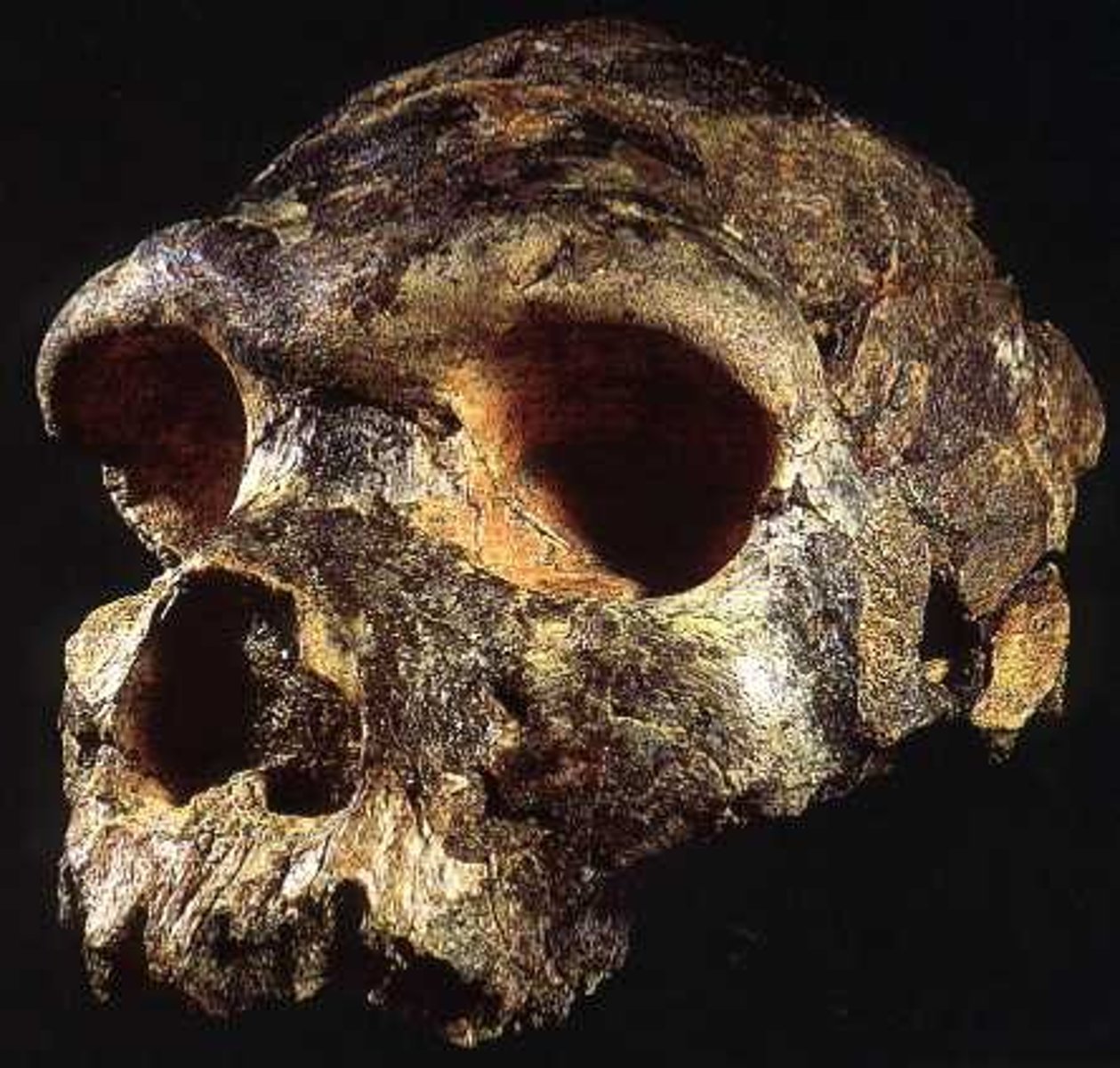<p>-specimen found with intentional cut marks on orbital bones, nearby Acheulian tools</p><p>-shows intentional human on human defleshing at 600kya</p>