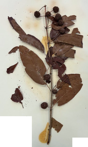 <p>Order + Genus</p>