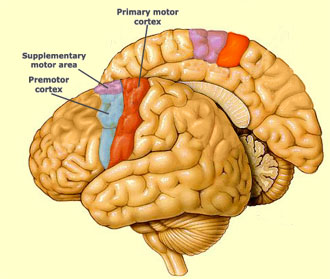 <p>Supplementary motor area function?</p>