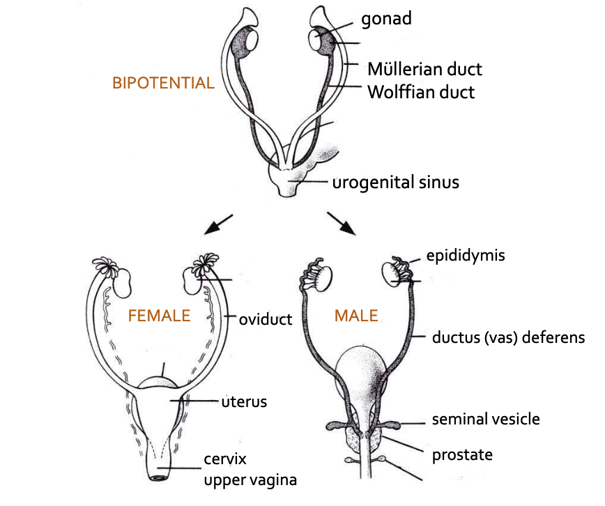 <p>Bipotential Gonad</p>
