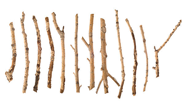 <p>twig</p>