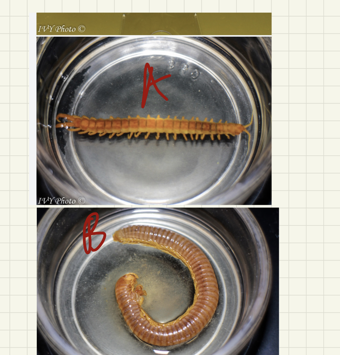 <ul><li><p>phylum?</p></li><li><p>subphylum?</p></li><li><p>label</p></li></ul><p></p>