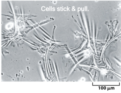 <p>on a thin deformable silicone substrate; cells stick and pull</p>