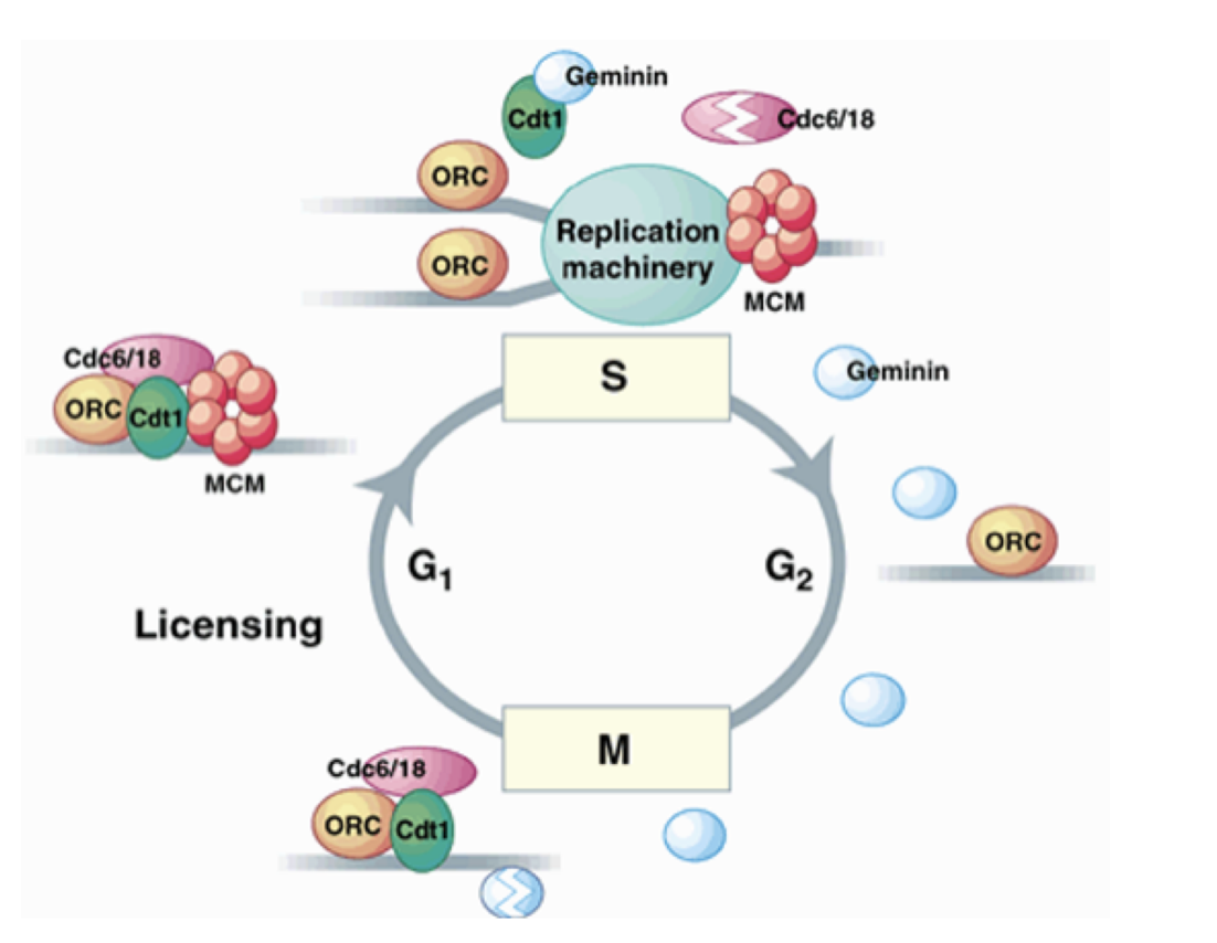 <ul><li><p>binds to and inactivates remaining Cdt1 in S and G2 phase</p></li><li><p>prevents re-assembly of new pre-RCs after initiation of DNA replication</p></li></ul><p></p>