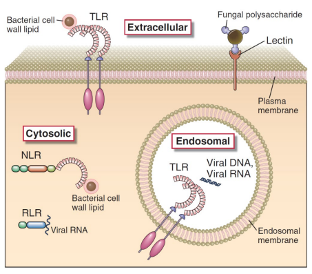 <p>Host structures that detect PAMPs are called <strong>pattern recognition receptors</strong> (PRRs); the largest family consists of <strong>toll like receptors </strong>(TLRs), while some receptors are intracellular or secreted, e.g.&nbsp;<strong>soluble CD14</strong>.</p>