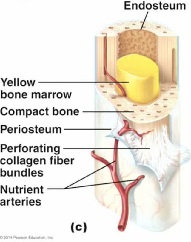 <ul><li><p>Gross:</p><ul><li><p>Dense, outer layer of bone</p></li><li><p>In long bones, compact bone contains medullary cavity (lined by endosteum)</p></li><li><p>Nutrient artery runs along exterior dense irregular connective tissue (periosteum) and enters through “nutrient foramens”</p></li><li><p>“Sharpeys fibers” collagen bundles which attach the periosteum to the bone.</p></li></ul></li><li><p>Microscopic:</p><ul><li><p>“1 tree trunk unit” = osteon/Haversian system</p></li><li><p>“tree trunk core” = central canal (Haversian); contains nerve, vein+artery!</p></li><li><p>“tree trunk rings” = lamellae</p></li><li><p>“perimeter tree trunk rings containing multiple tree trunk units” = circumferential lamellae</p></li><li><p>Perforating Volkmann’s canal connects the osteon central canals to spongy bone.</p></li><li><p>Periosteum covers external circumerential lamellae.</p></li><li><p>Dark specks are osteocytes in a lacuna! Canaliculi connect these as tiny junctions.</p></li></ul></li></ul><p></p>