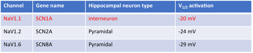 <ul><li><p>NaV1.1 channels in OLM interneurons have a more depolarised V½ (higher) compared to CA1</p></li><li><p>Caused by differences in activation properties of Na+ channel isoforms</p></li></ul><p></p>