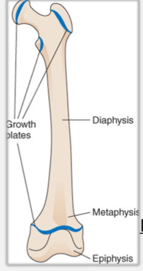<ul><li><p>reduction in bone mass greater than expected for age or sex</p></li><li><p>Causes:</p><ul><li><p>Decrease in bone formation</p></li><li><p>Inadequate bone mineralization (deossification)</p></li></ul></li></ul><p></p><p>Normal bone growth</p><ul><li><p>long bones grow in length, the deeper layer of cartilage cells in the growth plate multiply and enlarge, pushing articulation cartilage farther away from metaphysisand diaphysis of the bone</p></li></ul><p></p>