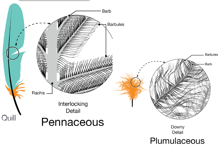 <p>flight<br>quill, shaft (rachis), vane made of barbs and barbules (hooks/zippers or fluff/no hook)</p>