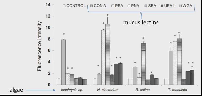 <ul><li><p>Lectins bind to carbs</p></li><li><p>For each species of algae how well does it bind to the different type of lectins</p></li><li><p>Filter feeders can selectively eat certain foods better than others</p></li></ul><p></p>