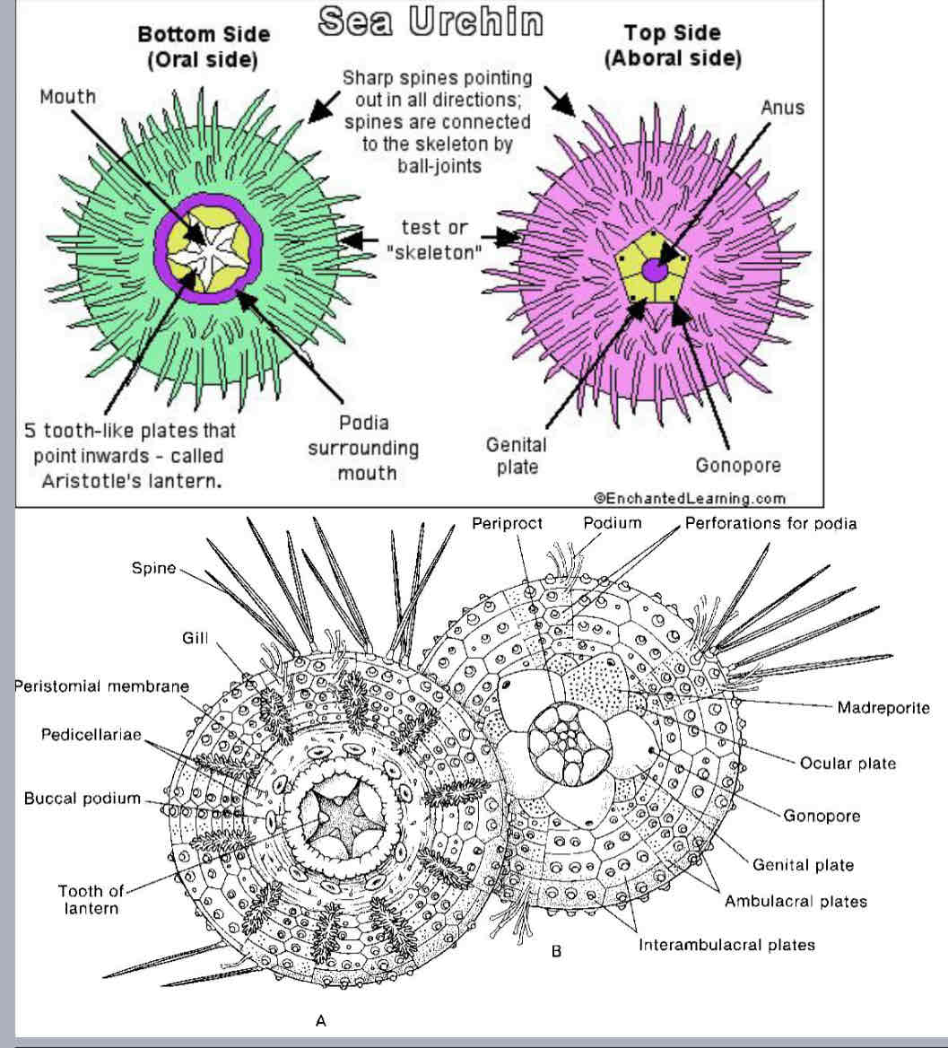 <p>Sea urchin anatomy: external</p><p>Identify the following;</p><ul><li><p>spines</p></li><li><p>Test</p></li><li><p>Tube feet</p></li><li><p>Peristome</p></li><li><p>Tooth</p></li><li><p>Mouth</p></li></ul>