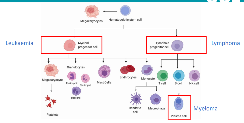 <ul><li><p>hematopoetitic stem cells make all components of blood</p></li><li><p>based on which progenitor cell has a mutation</p></li><li><p>myeloid - leukaemia </p></li><li><p> lymphoid - lymphoma</p></li><li><p>under lymphoma is plasma - myeloma</p></li></ul><p></p>