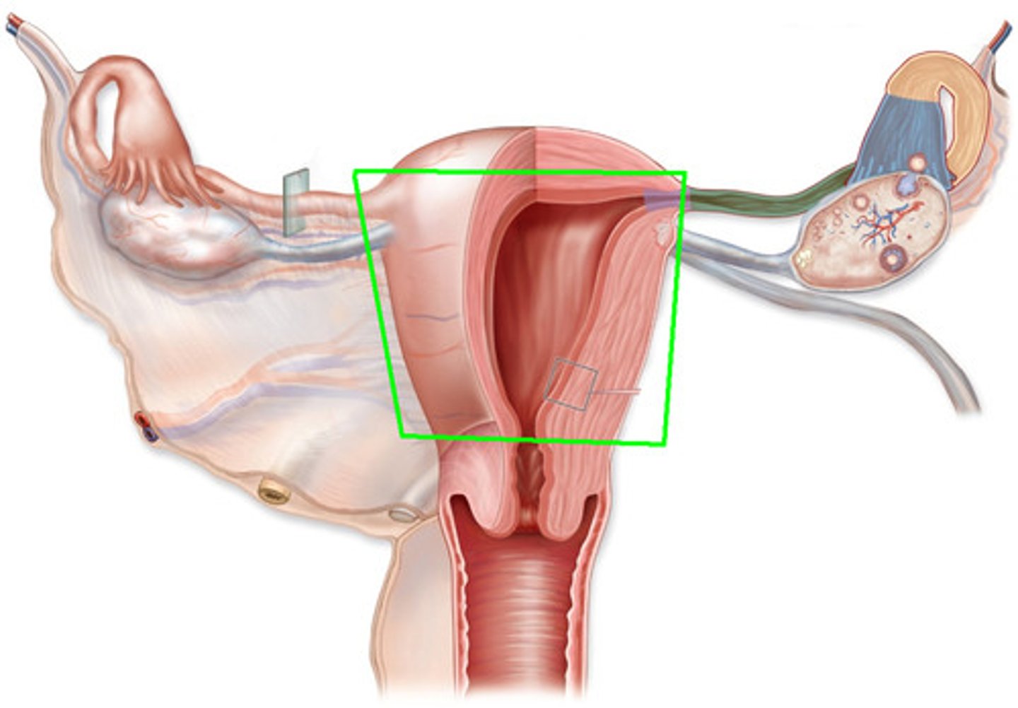 <p>thick muscular chamber that opens into roof of the vagina</p><p>-Usually tilts forward over the urinary bladder</p><p>-Harbors fetus, provides a source of nutrition, and expels the fetus at the end of its development</p><p>-Pear-shaped organ</p><p>•Fundus—broad superior curvature</p><p>•Body (corpus)—middle portion</p><p>•Cervix—cylindrical inferior end</p>