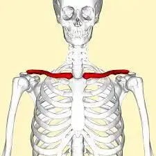 <p>Name the bone</p>