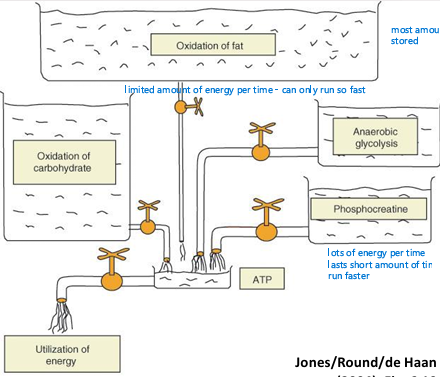 <ol><li><p><span style="color: yellow;"><strong>Oxidation of fat</strong></span> - most amount of energy stored</p></li></ol><ul><li><p>Limited amount of energy per time (can only run so fast)</p></li></ul><ol start="2"><li><p><span style="color: yellow;"><strong>Oxidation of Carbs </strong></span>- Medium amount of enrgy stored</p></li><li><p><span style="color: yellow;"><strong>Phosphocreatine </strong></span>- smallest amount of energy stored</p></li></ol><ul><li><p>Lots of energy per time (run faster)</p></li><li><p>Only lasts a short amount of time</p></li></ul><ol start="4"><li><p><span style="color: yellow;"><strong>Anaerobic glycolysis</strong></span> - lactate production</p></li></ol><p></p>
