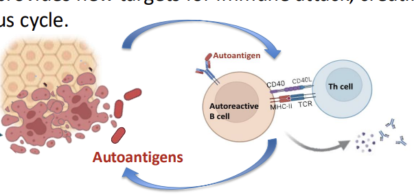 <ul><li><p>Once initiated, the immune response becomes <strong><u>selfperpetuating</u></strong>:</p></li><li><p><strong><em>Autoantigens </em></strong>are continuously released <strong><em>from <u>damaged tissue</u></em></strong><u>.</u></p></li><li><p>This provides <strong>new targets</strong> for immune attack, creating a vicious cycle</p></li><li><p>Chronic inflammation leads to <strong>progressive tissue damage </strong>and clinical disease.</p></li></ul><p></p>