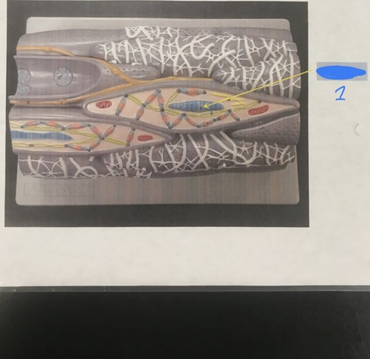<p>For the following model, give the following:</p><p>1) name</p><p>2) structures in numerical order</p>