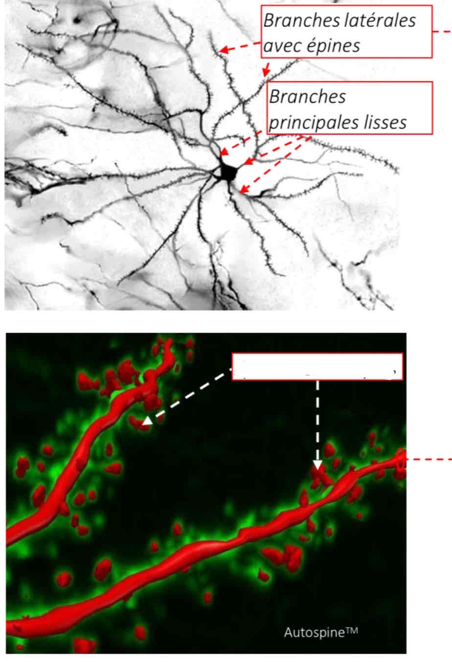 term image