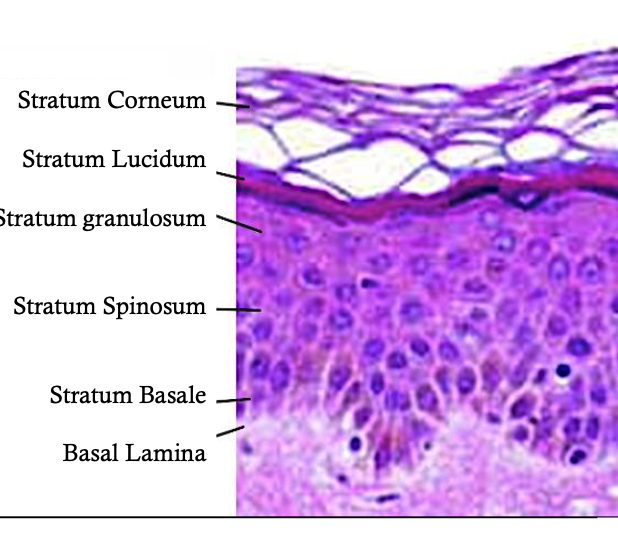 <p><span>The <strong>stratum lucidum</strong>, considered a subdivision of the stratum corneum. Not distinguishable throughout the epidermis.</span></p><p><span>It is present in the epidermis of the palm of the hand and sole of the foot. It has flattened cells with large keratohyalin granules that contain Flaggrin.</span></p><p><span>Superimposed on the granular layer, it appears as a thin, clear and refractive line. The cells are devoid of granules</span></p>