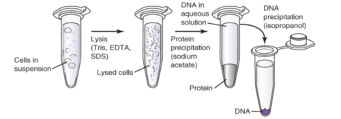 <p>1. Lyse using Tris Buffer, EDTA and SDS</p><p>2. Add low pH/high salt soln (Sodium acxetate to precipitate the proteins) &gt; vortex/spin</p><p>3. Transfer aq soln layer to new tube (this has the DNA)</p><p>4. EtOH or isopropanol is used to precipitate DNA</p><p>5. Resuspend in a smaller volume of rehydration solution</p>