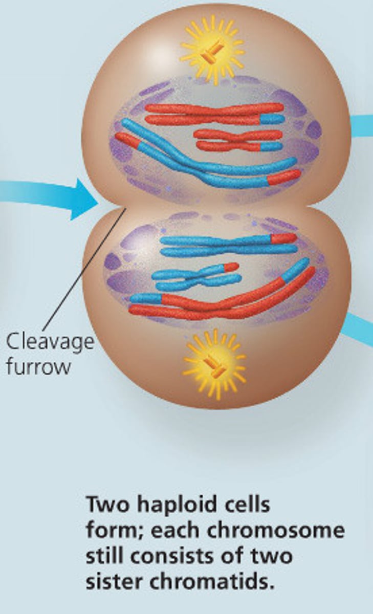 <p>Cytokinesis occurs; nuclear membranes re-form in 2 new cells.</p>