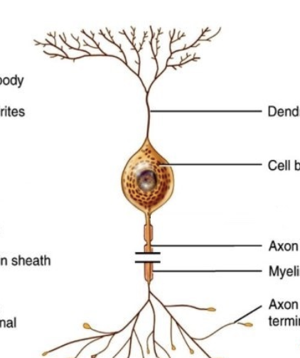 <p>Interneurons</p>