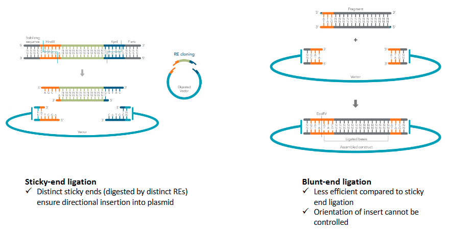 <p>No orientation </p>