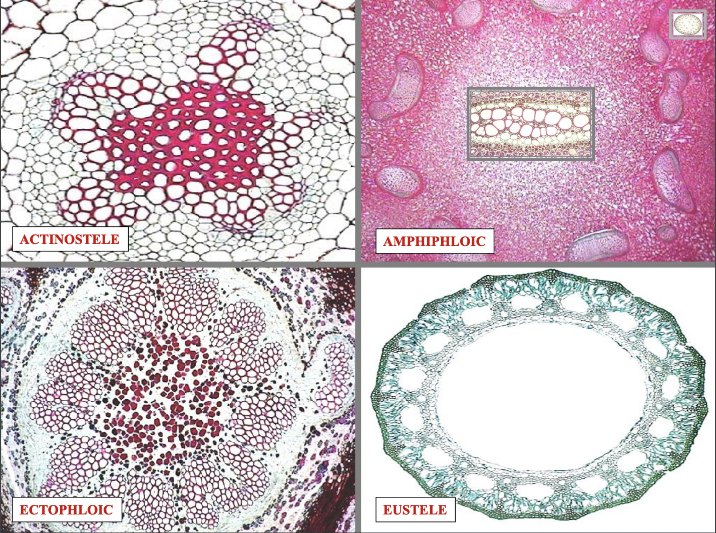 
1. actinostele
2. amphiphloic
3. ectophloic 
4. eustele