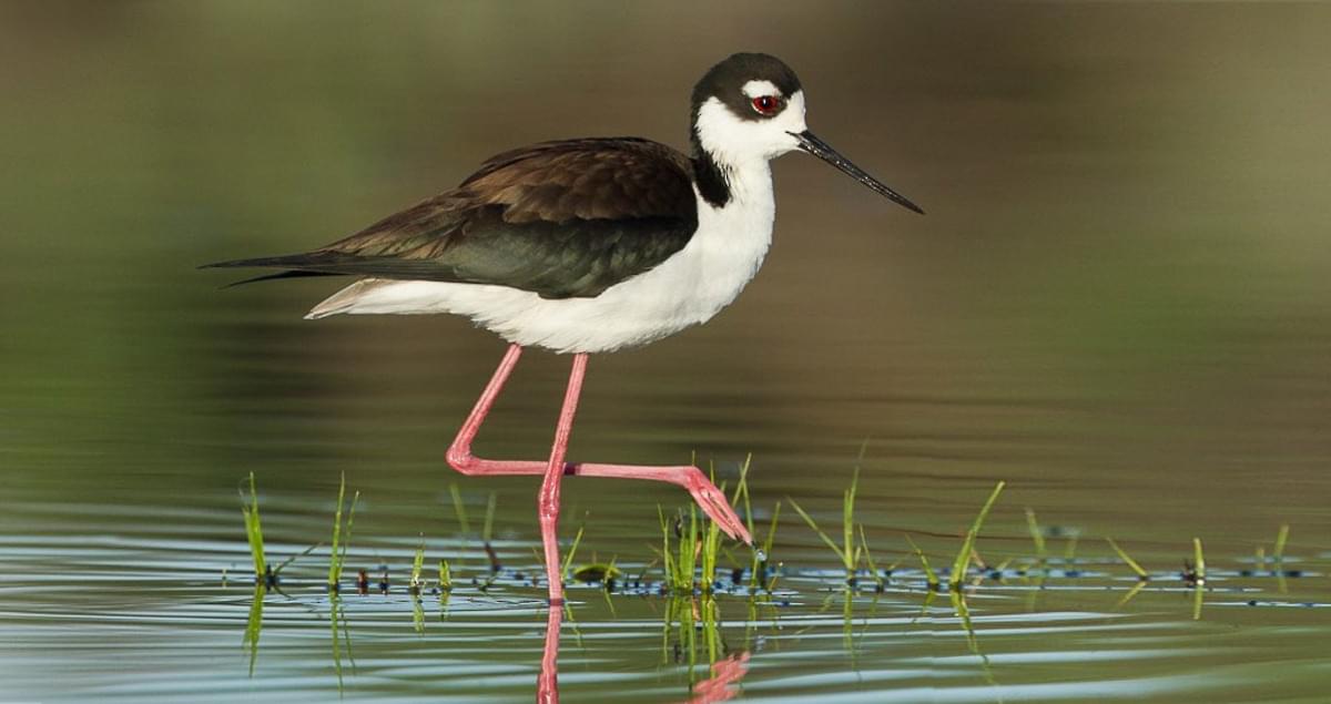 <p>Black and white with long pink legs.</p>