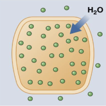 <p>serum osmo < 250 → cerebral edema. caused by SIADH (high ADH), hyper-hydration</p>