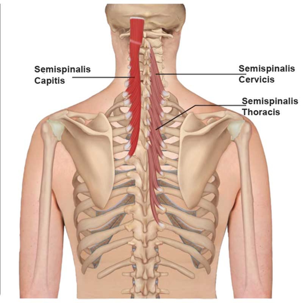 <p>• Bilateral: extension of the vertebral column</p><p>• Unilateral: rotate the vertebral column to opposite side</p><p>• Semispinalis Capitis: </p><p>• Extends head (Bi) </p><p>• Extends and upward rotates chin to ipsilateral side</p><p>(Uni)</p>